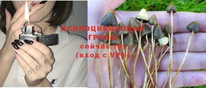 Псилоцибиновые грибы прущие грибы  Александровск 